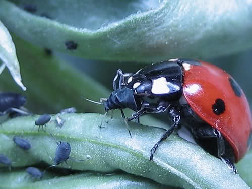 كفش دوزك هفت نقطه ای